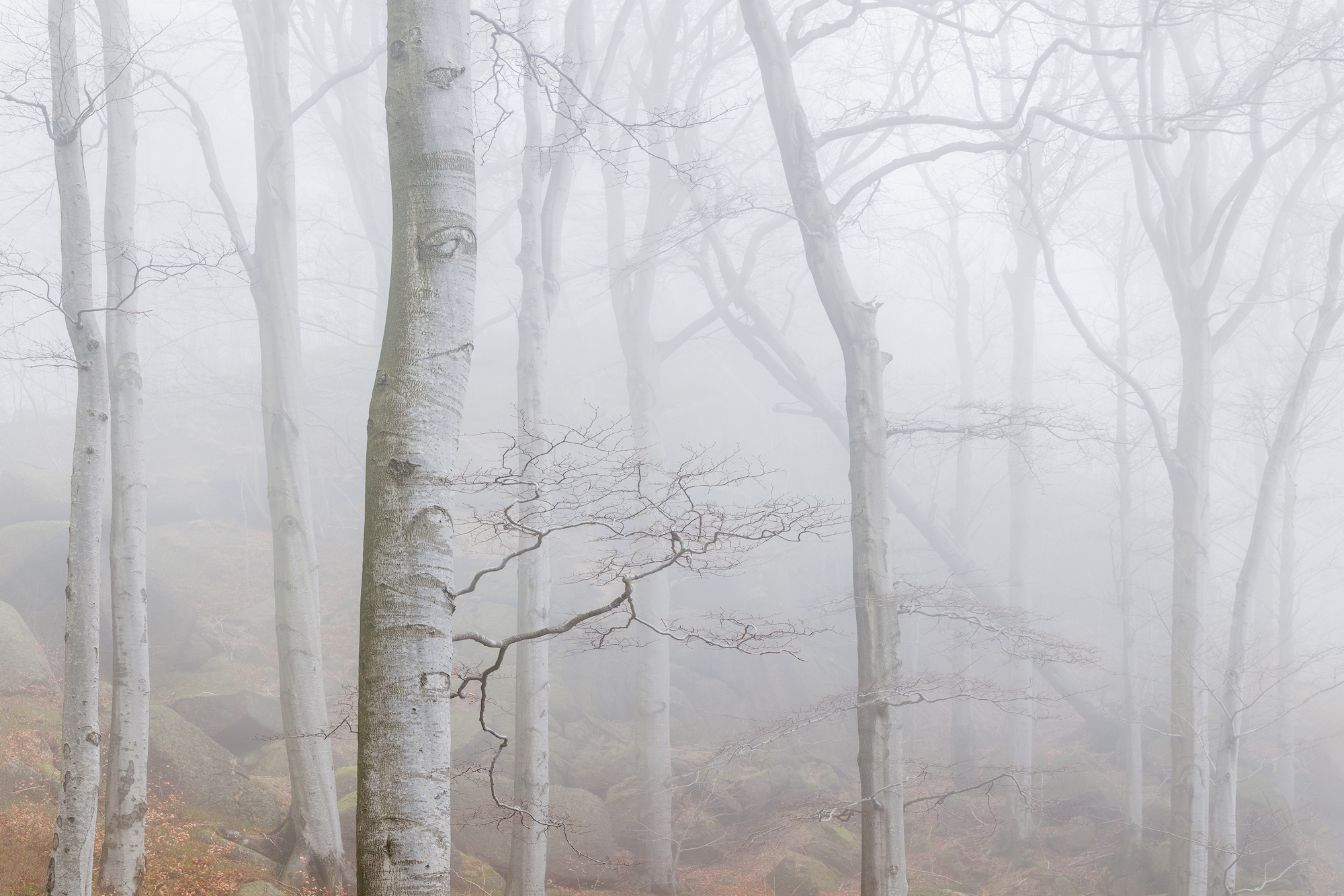 Silver Forest