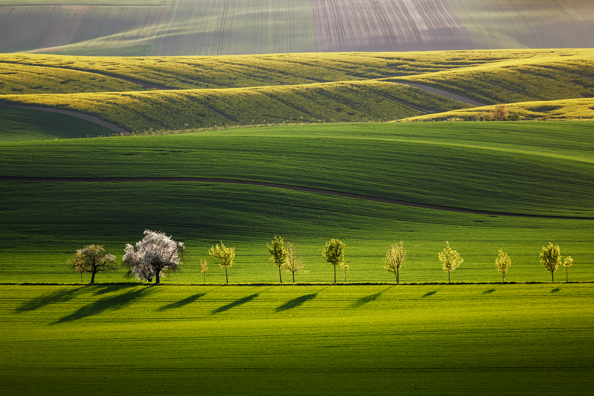 Rolling fields